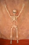 (image for) Bosley Posable Skeleton, life-size
