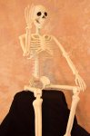 (image for) Bosley Jr. Posable Skeleton, 36" tall