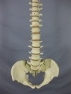 Skeleton Skull w/ Spine, life-size, 2nd class