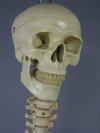 Skeleton Skull w/ Spine, life-size, 2nd class