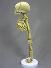 Fetal Skeleton, 15" tall