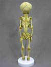 Fetal Skeleton, 15" tall