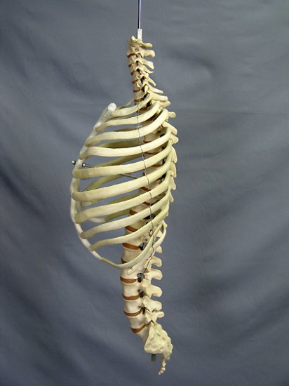 Skeleton Spine and Rib Cage, life-size, 2nd class [SM300D