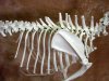 Dog Canine Skeleton - Large