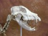 Dog Canine Skeleton - Large