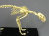 Cat Feline Skeleton