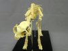 Cat Feline Skeleton