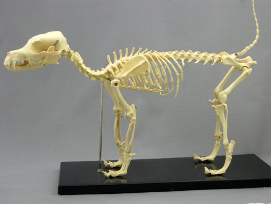 Dog Canine Skeleton, Small