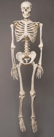 Skeleton Spine and Rib Cage- Life-Size- 2nd Class