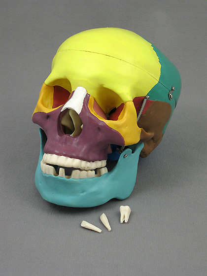 this life size skull model has bones painted in different colors for 